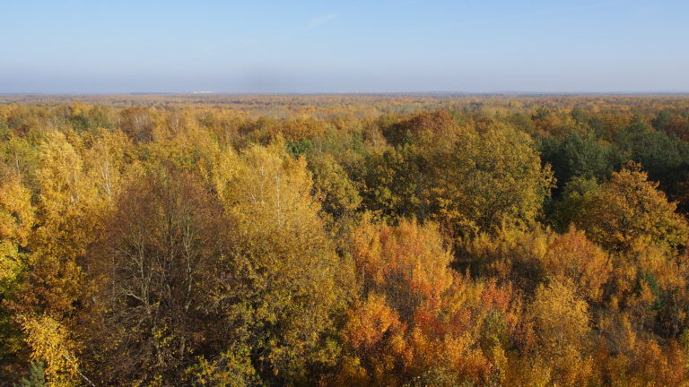 NaturlandschaftDöberitzer Heide vom Aussichtsturm am Finkenberg in 85 Meter Höhe