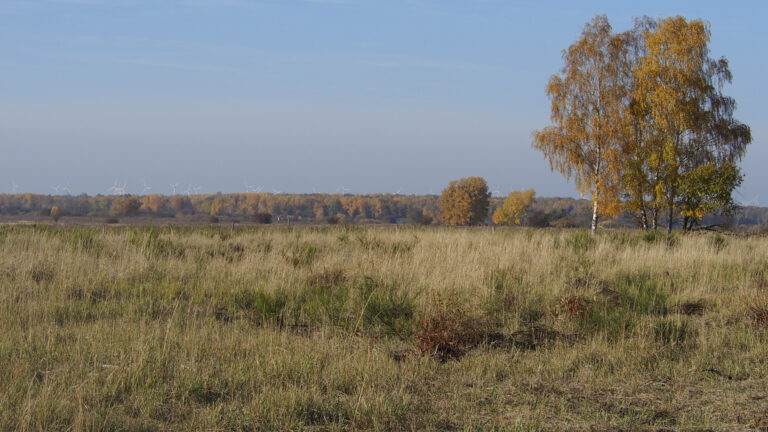 Die Döberitzer Heide ist zu großen Teilen als Naturschutzgebiet ausgewiesen und beherbergt ein Wildnisgroßprojekt der Heinz-Sielmann-Stiftung